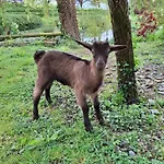 L'authentique Tonneau A Cidre D'emma Prázdninový dům
