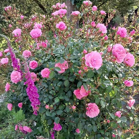 L'authentique Tonneau à Cidre D'emma * Litteau