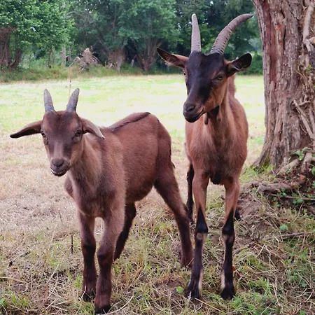 L'authentique Tonneau à Cidre D'emma *