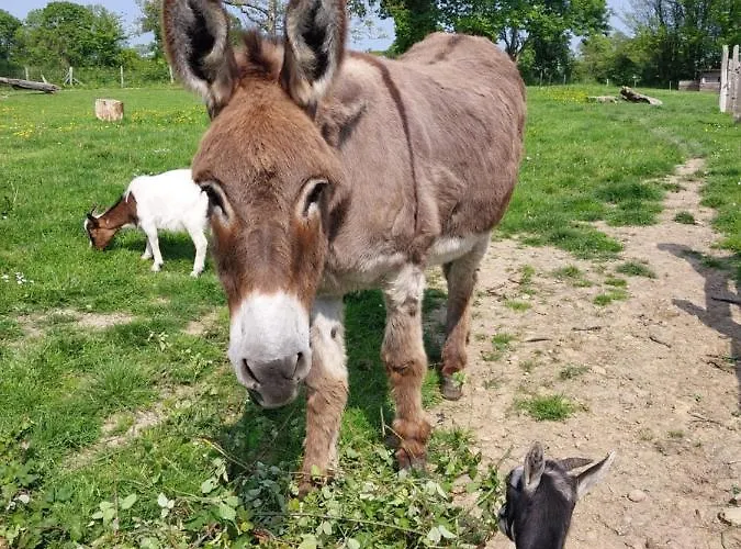 L'authentique Tonneau à Cidre D'emma Litteau