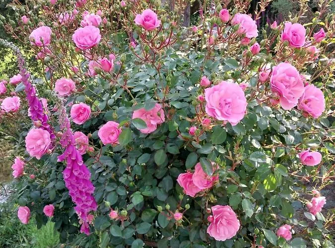 L'authentique Tonneau à Cidre D'emma * Litteau