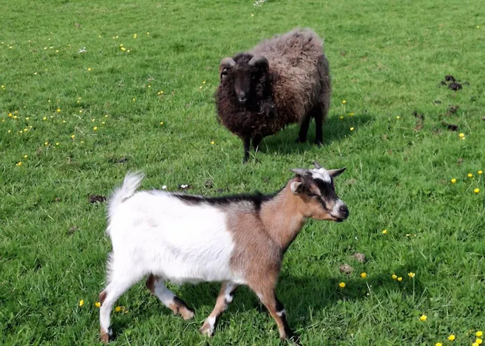L'authentique Tonneau A Cidre D'emma Litteau