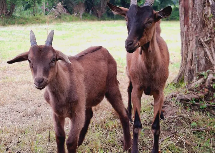 L'authentique Tonneau A Cidre D'emma *